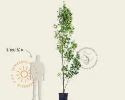 Liriodendron tulipifera 'Fastigiatum'