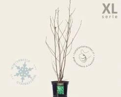 Liriodendron tulipifera - XL