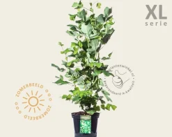 Liriodendron tulipifera - XL