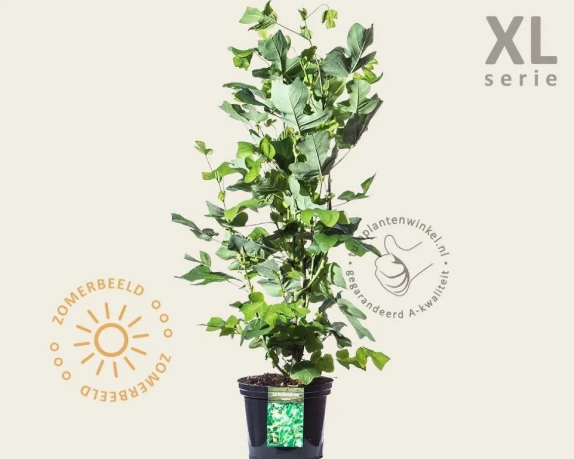 Liriodendron tulipifera - XL