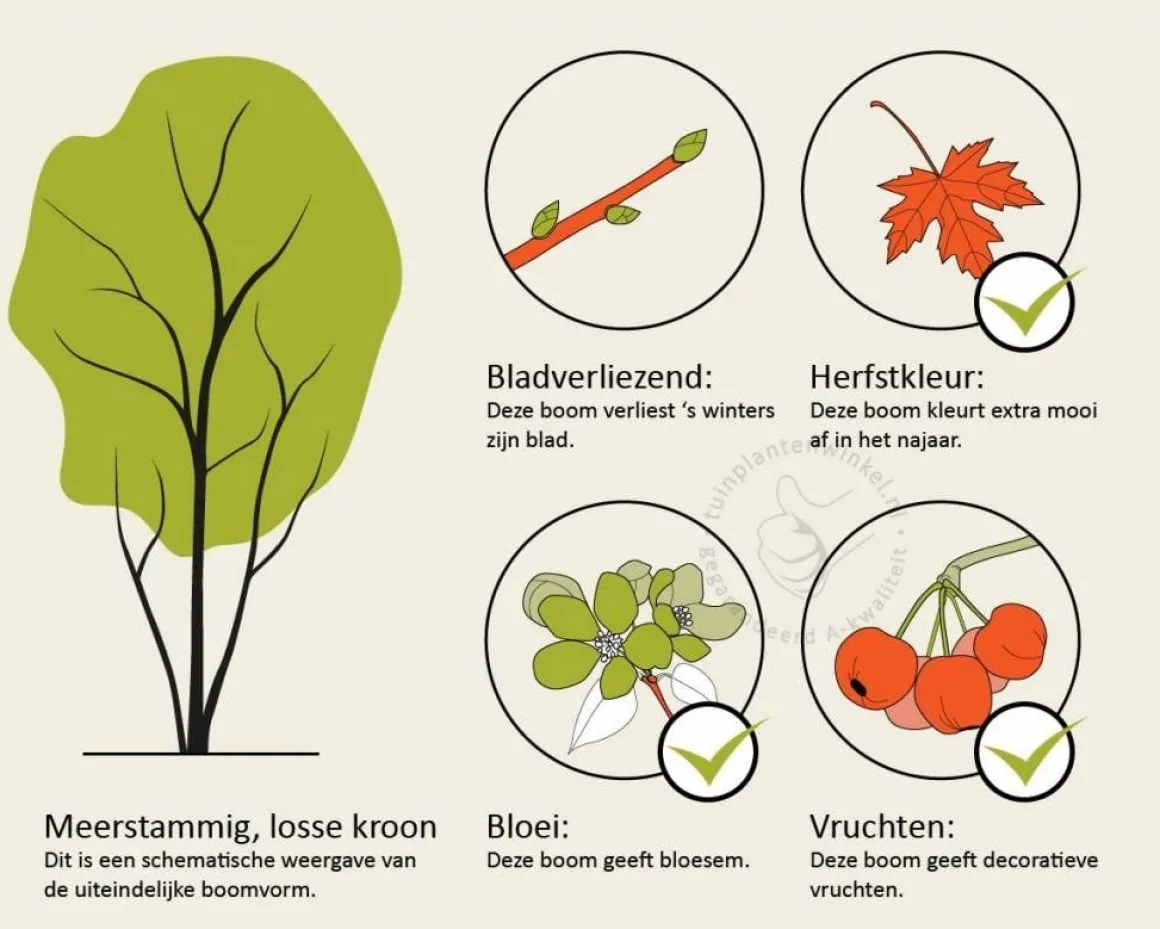 Liriodendron tulipifera - XL+