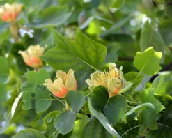 Liriodendron tulipifera - XL+