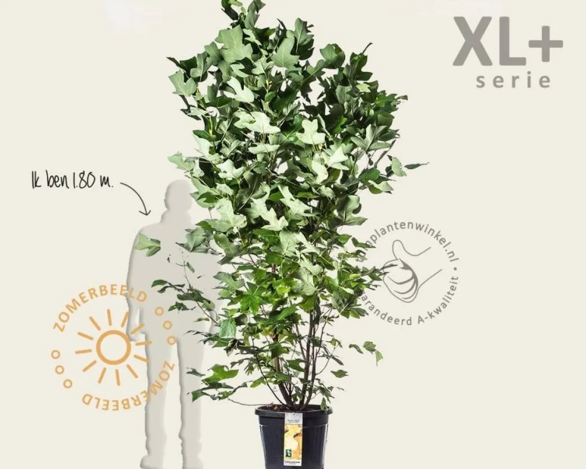Liriodendron tulipifera - XL+