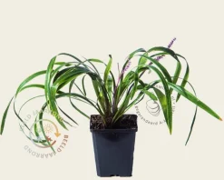 Liriope muscari 'Gold Banded'