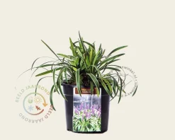 Liriope muscari 'Gold Banded'