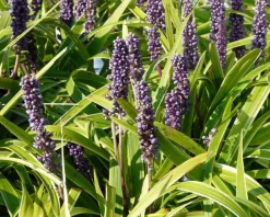 Liriope muscari 'Gold Banded'