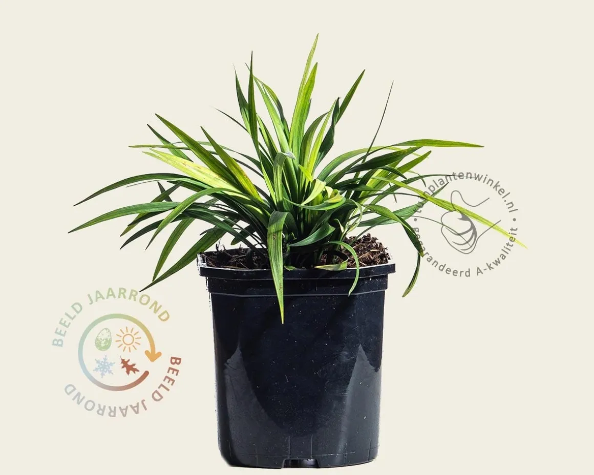Liriope muscari 'Ingwersen'