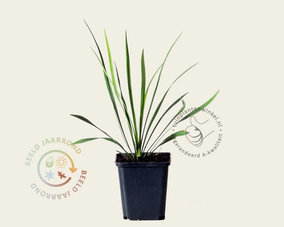 Liriope muscari 'Ingwersen'