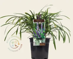 Liriope muscari 'Lilac Wonder'