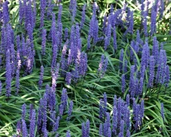 Liriope muscari 'Moneymaker'