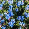 Lithodora diffusa 'Heavenly Blue'