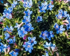 Lithodora diffusa 'Heavenly Blue'