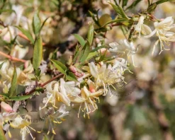 Lonicera fragrantissima - XL