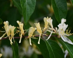 Lonicera henryi