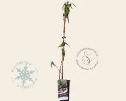 Lonicera henryi