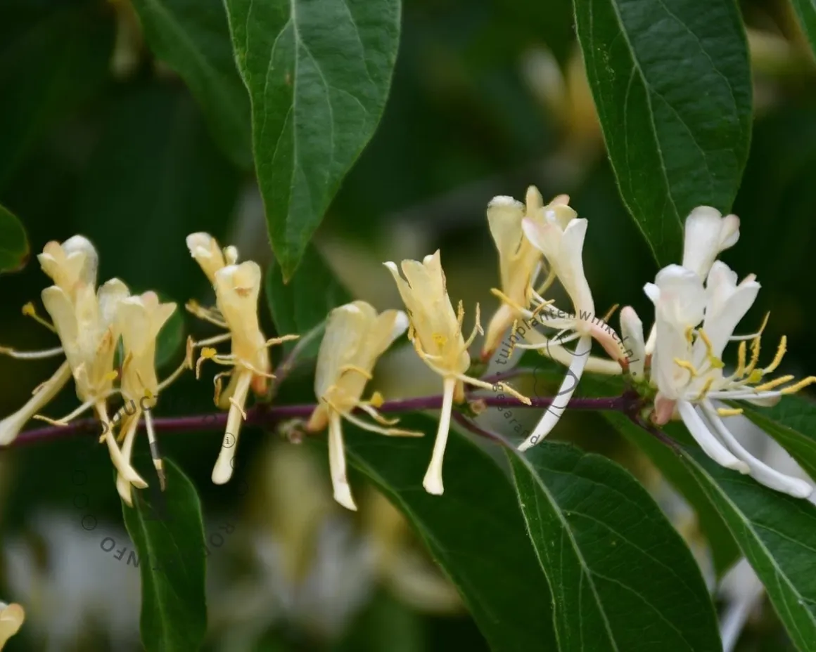 Lonicera henryi - XL