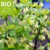 Lonicera kamtschatica 'Duet' - BIO