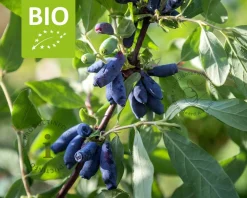 Lonicera kamtschatica 'Duet' - BIO