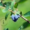 Lonicera kamtschatica 'Fialka'