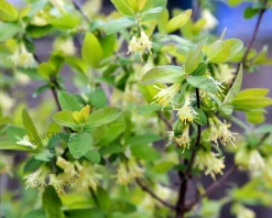 Lonicera kamtschatica 'Morena'