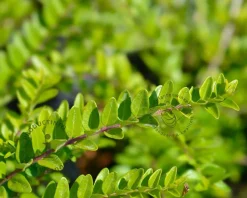 Lonicera nitida 'Maigrun'