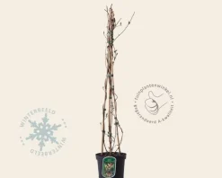 Lonicera periclymenum 'Belgica'