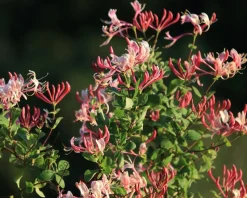 Lonicera periclymenum 'Belgica'