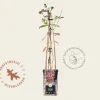Lonicera periclymenum 'Serotina'