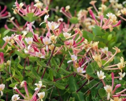 Lonicera periclymenum 'Serotina'