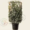 Lonicera pileata- In rek 070x120 cm