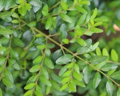 Lonicera pileata- In rek 070x120 cm