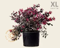 Loropetalum chinense 'Black Pearl' - XL