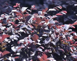 Loropetalum chinense - bolvorm