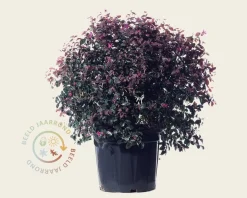 Loropetalum chinense - bolvorm