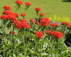 Lychnis chalcedonica