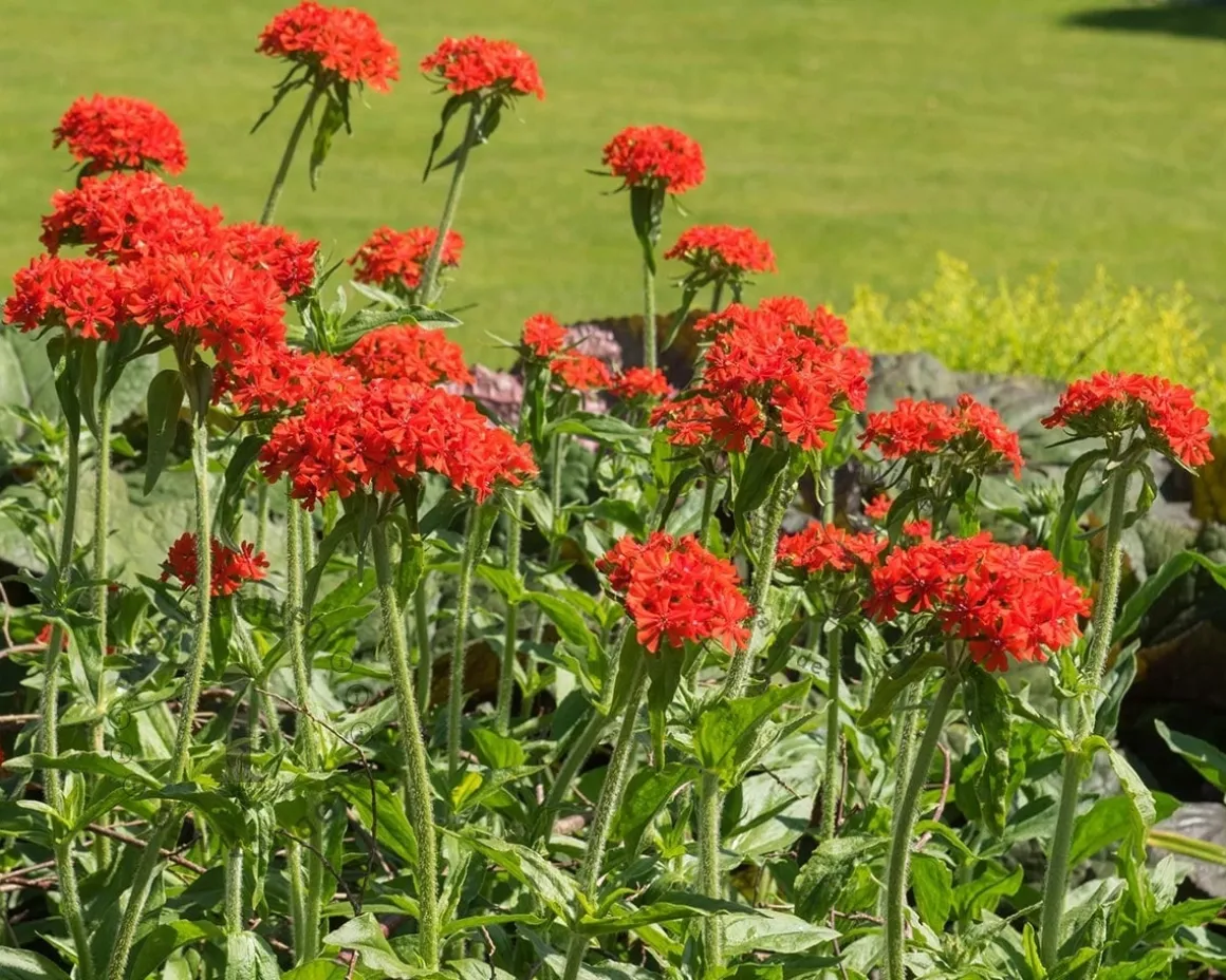 Lychnis chalcedonica