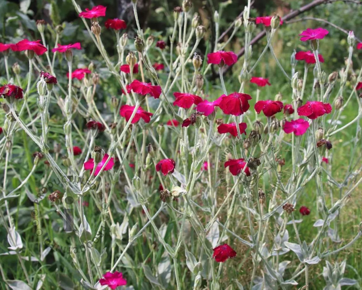 Lychnis coronaria