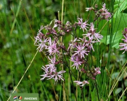 Lychnis flos-cuculi
