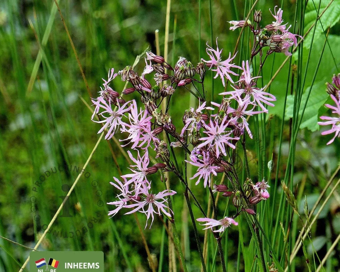 Lychnis flos-cuculi