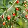 Lycium barbarum
