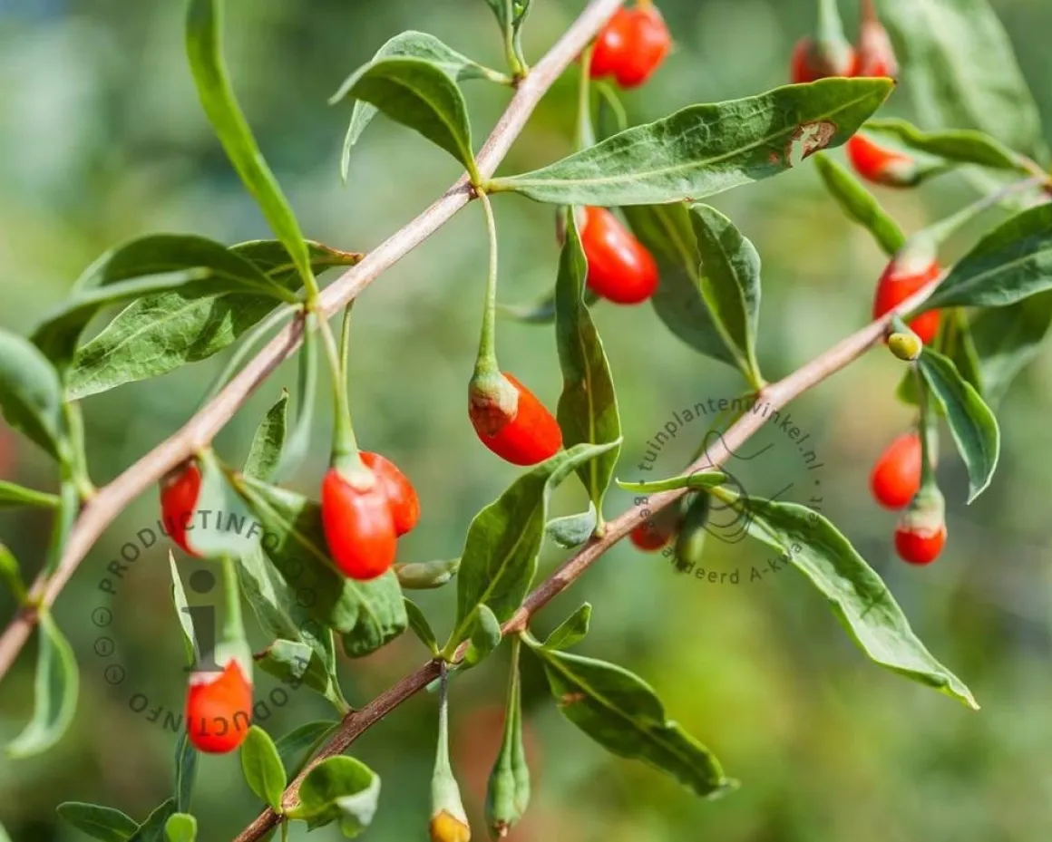 Lycium barbarum