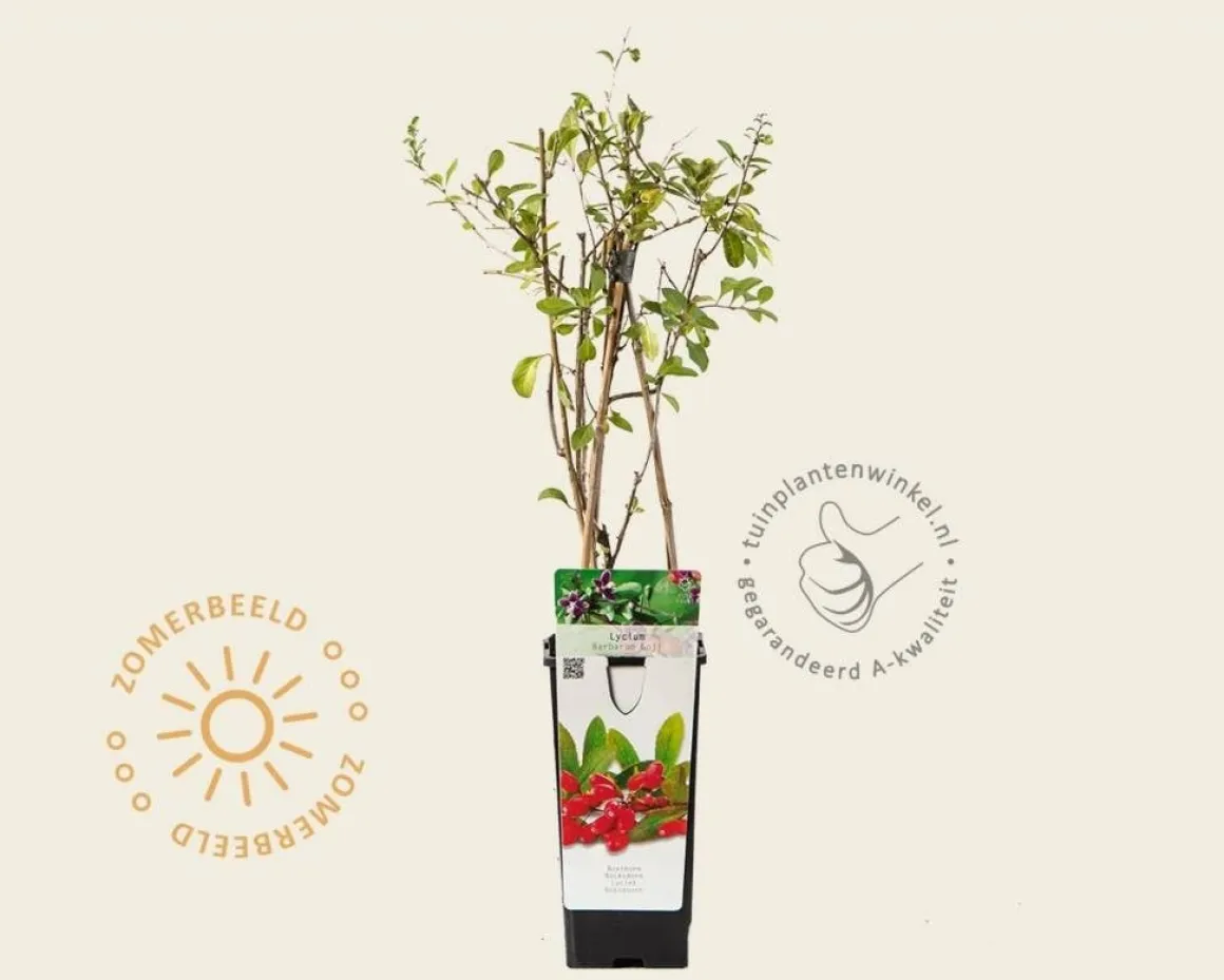 Lycium barbarum