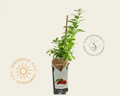 Lycium barbarum 'Instant Succes'