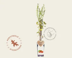 Lycium barbarum 'Instant Succes'