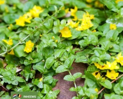 Lysimachia nummularia