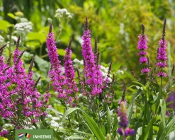 Lythrum salicaria