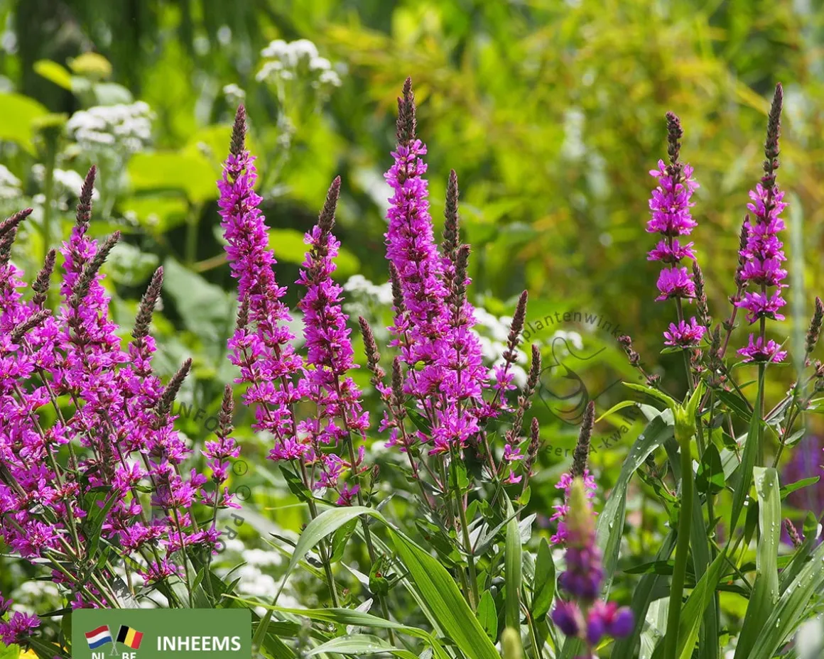 Lythrum salicaria
