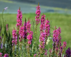 Lythrum salicaria 'Robert'