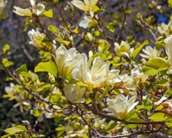Magnolia brooklynensis 'Yellow Bird'