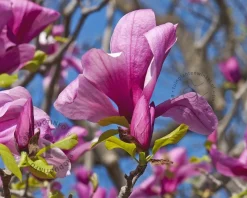 Magnolia 'Galaxy'